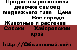 Продается роскошная девочка самоед медвежьего типа › Цена ­ 35 000 - Все города Животные и растения » Собаки   . Хабаровский край